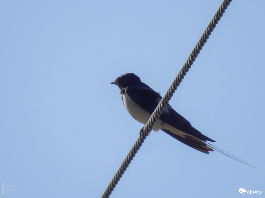 Már lassan 3 hete itt vannak, de még most sikerült először közelebbről látni (Tiszalök)