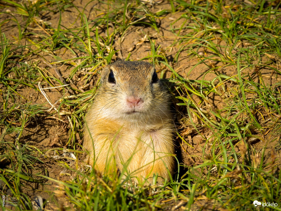 A tavaszi napsütés nemcsak minket csalt ki a szabadba – a Harangodi-tó partján ma tömegesen bukkantak elő az ürgék is!