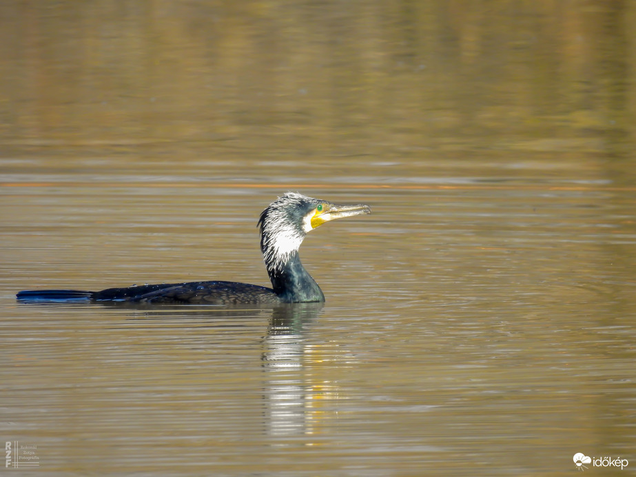 A nagy kárókatona és a törpeharcsa esete