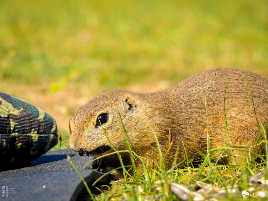 A tavaszi napsütés nemcsak minket csalt ki a szabadba – a Harangodi-tó partján ma tömegesen bukkantak elő az ürgék is!