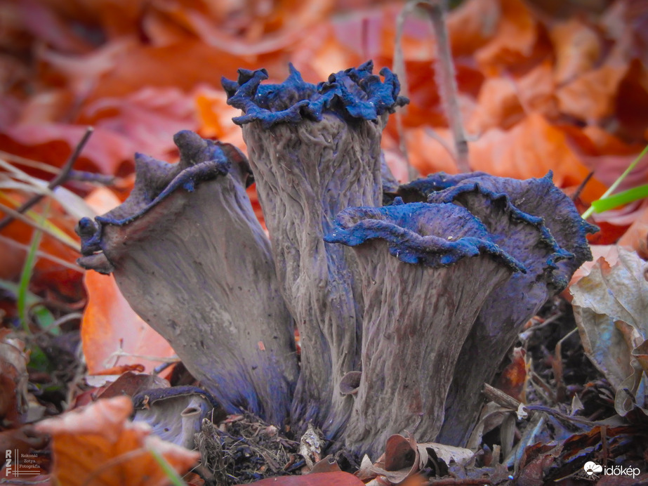 Szegény ember szarvasgombája - SÖTÉT TROMBITAGOMBA