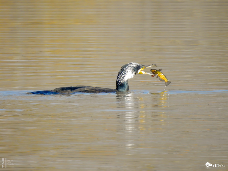 A nagy kárókatona és a törpeharcsa esete