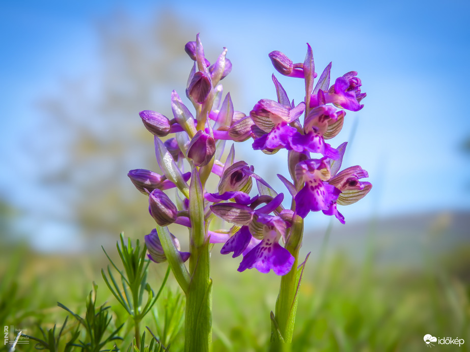 Agárkosbor - vad orchidea