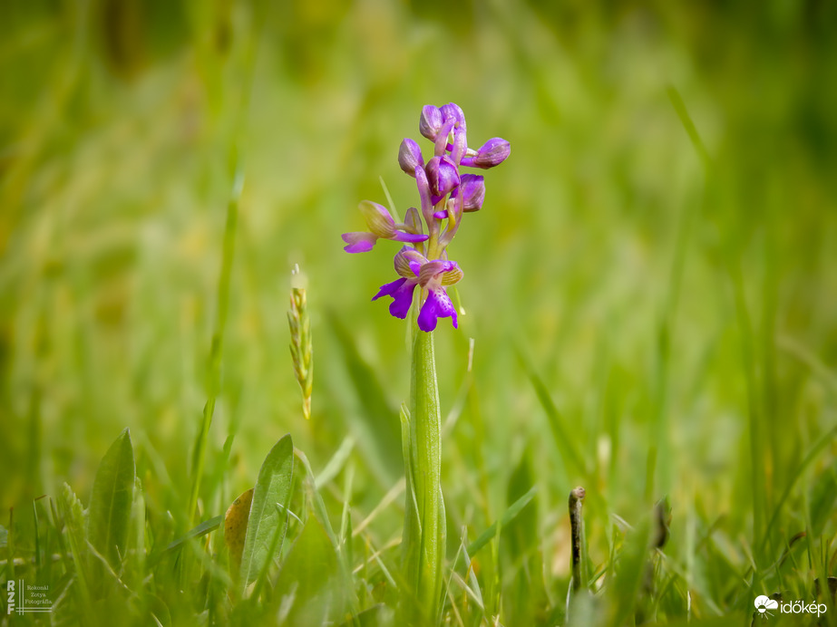 Agárkosbor - vad orchidea