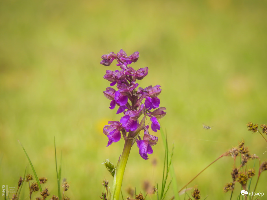 Agárkosbor - vad orchidea