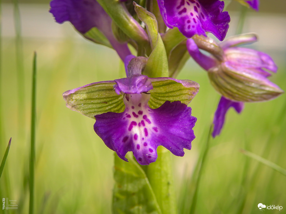 Agárkosbor - vad orchidea