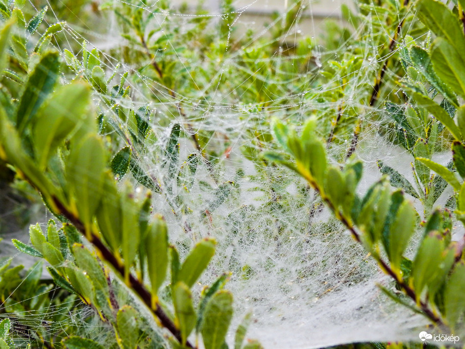 A természet gyöngy ékszerei - Tiszalök