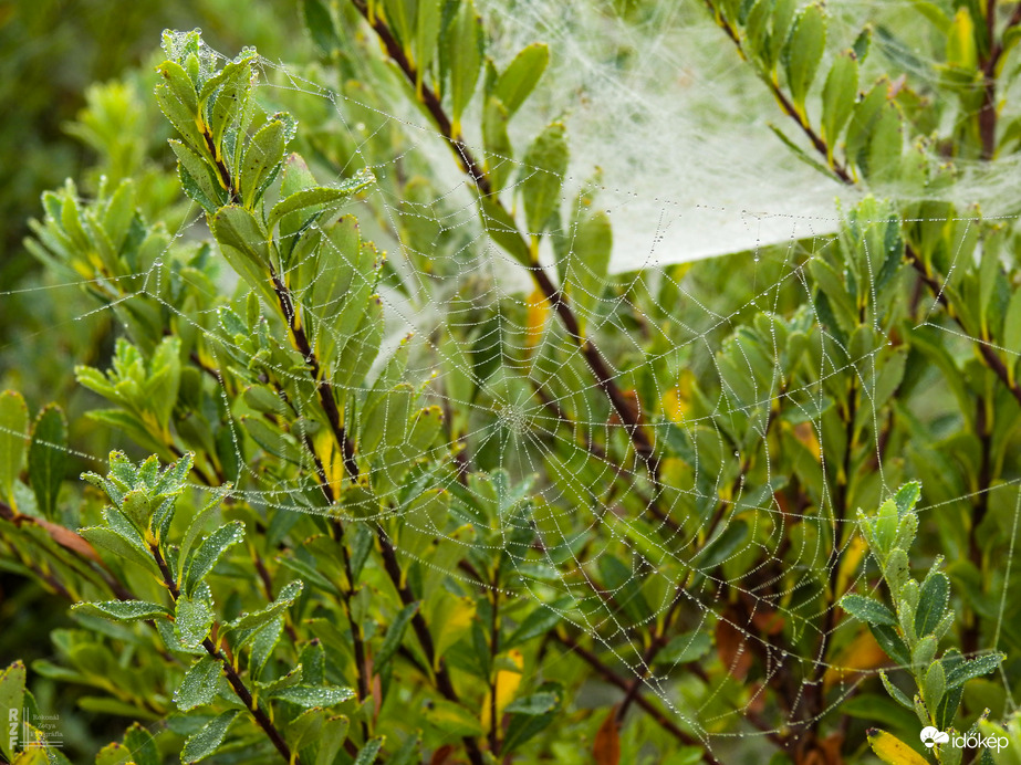 A természet gyöngy ékszerei - Tiszalök
