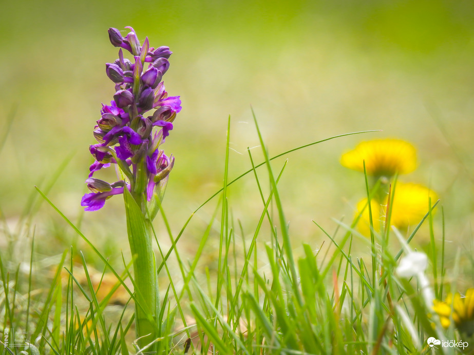 Agárkosbor - vad orchidea