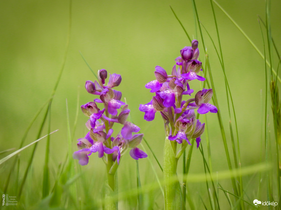 Agárkosbor - vad orchidea