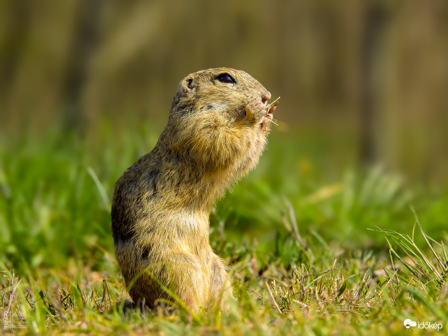 A tavaszi napsütés nemcsak minket csalt ki a szabadba – a Harangodi-tó partján ma tömegesen bukkantak elő az ürgék is!
