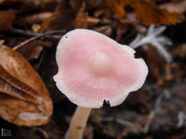 Retekszagú kígyógomba