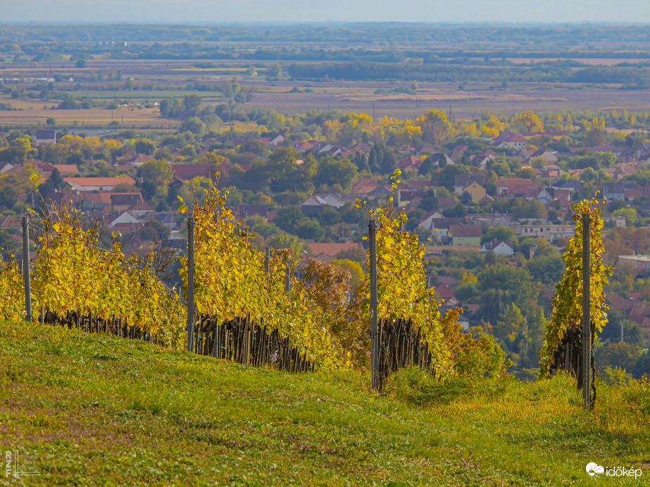 Aranyló fürtök között Tarcalon