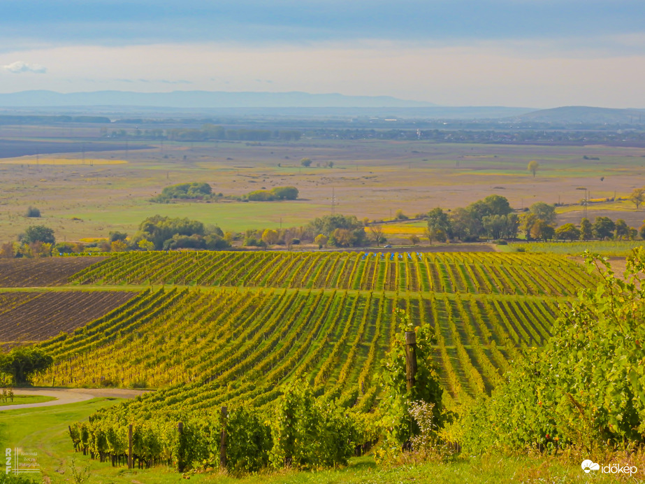 Aranyló fürtök között Tarcalon