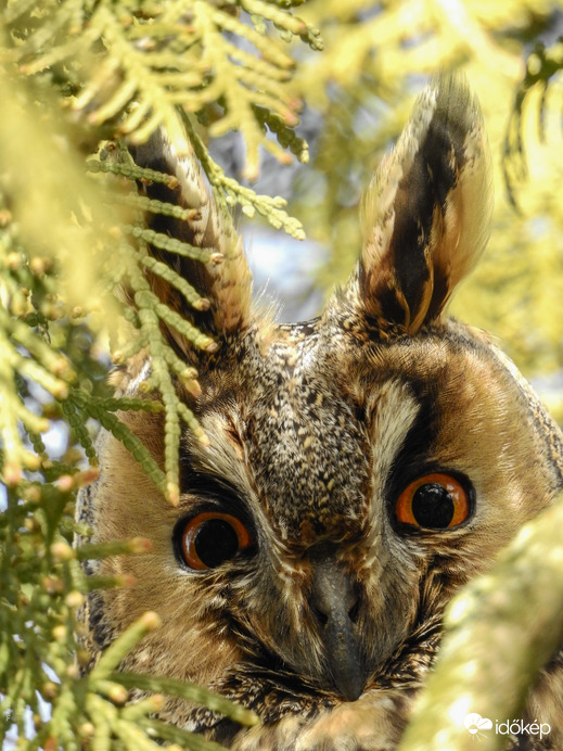 Erdei fülesbagoly - Tiszalök