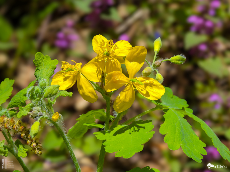 Vérehulló fecskefű