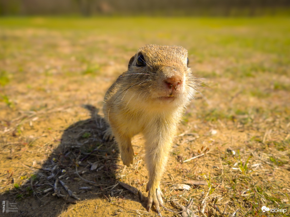 A tavaszi napsütés nemcsak minket csalt ki a szabadba – a Harangodi-tó partján ma tömegesen bukkantak elő az ürgék is!