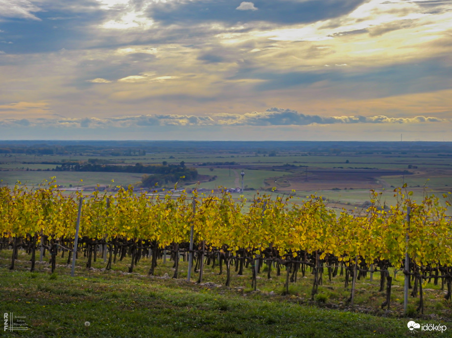 Aranyló fürtök között Tarcalon