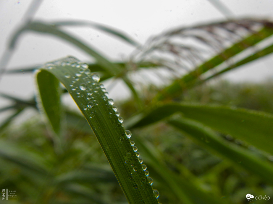 A természet gyöngy ékszerei - Tiszalök