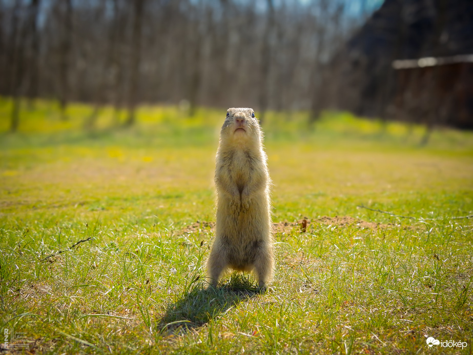 A tavaszi napsütés nemcsak minket csalt ki a szabadba – a Harangodi-tó partján ma tömegesen bukkantak elő az ürgék is!