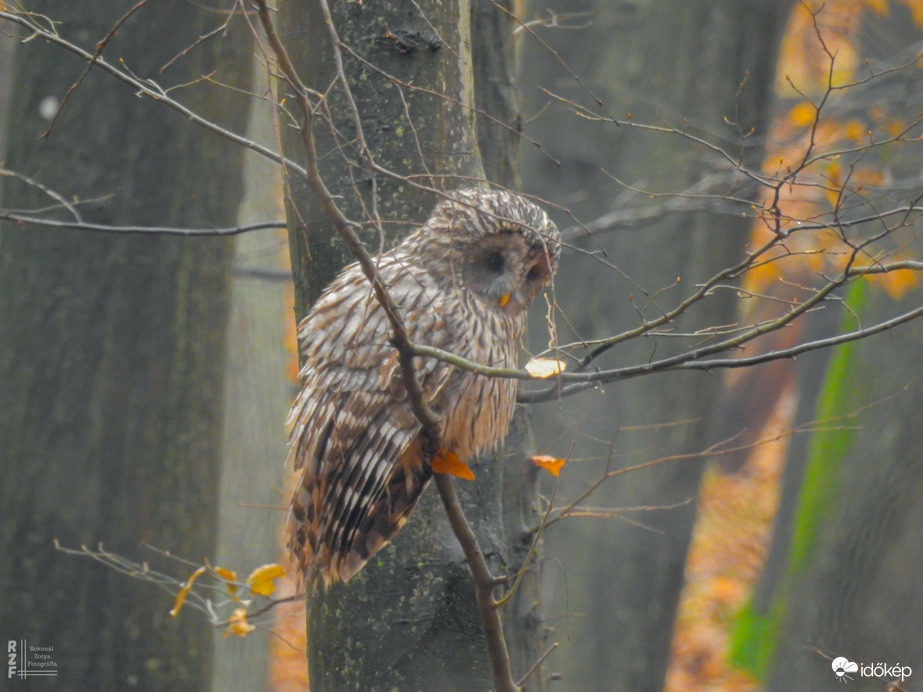 Találkozás az uráli bagollyal