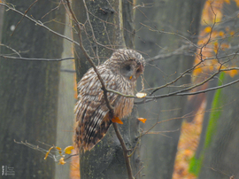 Találkozás az uráli bagollyal