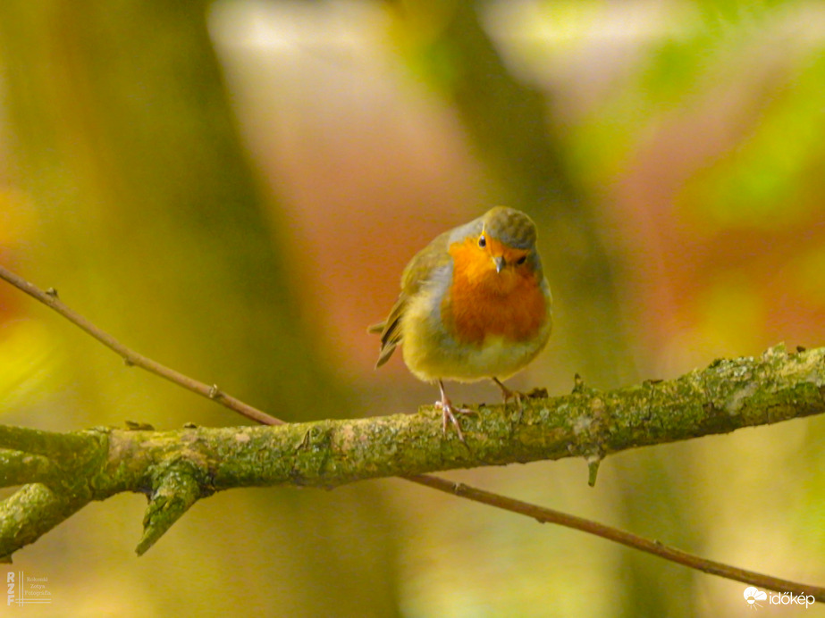 A természet apró lángja: vörösbegy