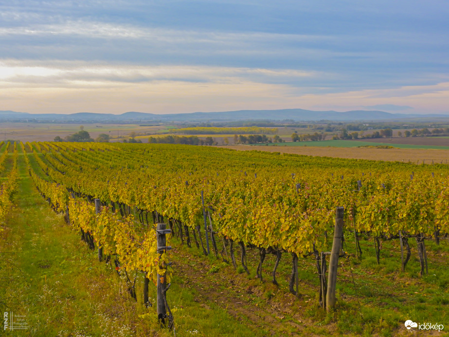 Aranyló fürtök között Tarcalon