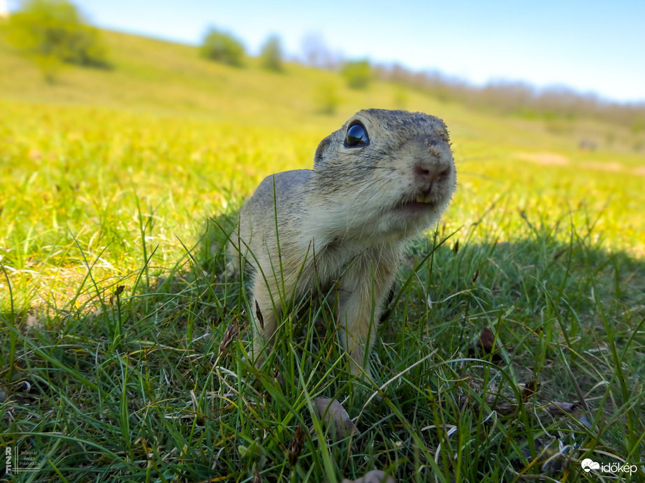 A tavaszi napsütés nemcsak minket csalt ki a szabadba – a Harangodi-tó partján ma tömegesen bukkantak elő az ürgék is!