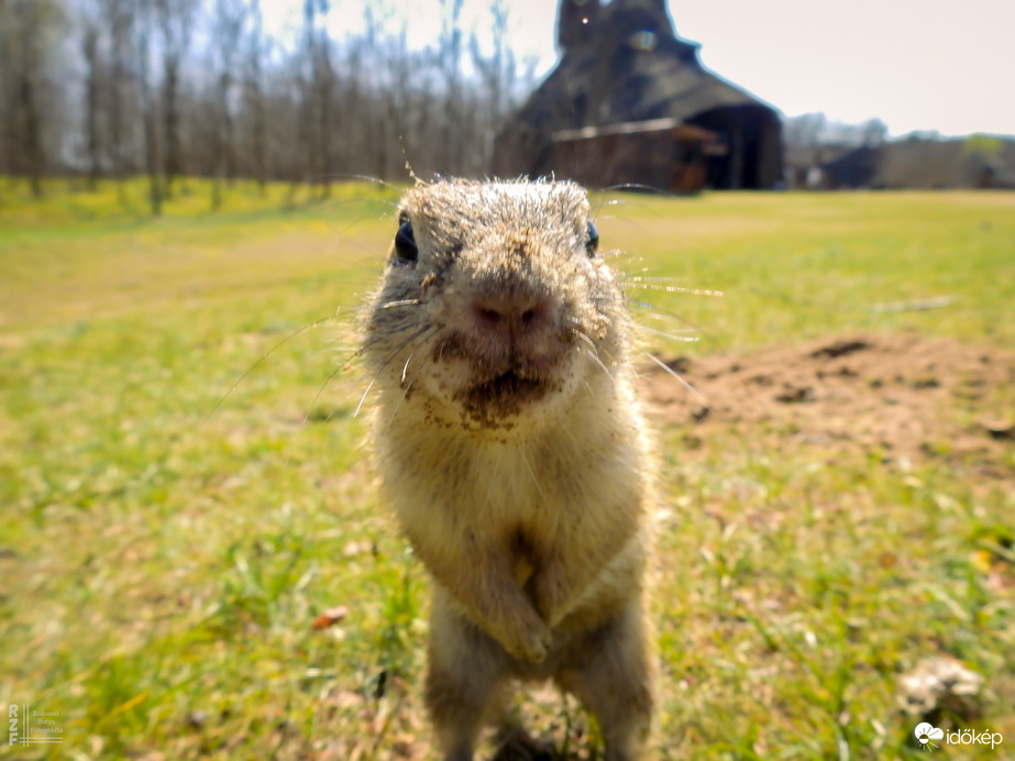 A tavaszi napsütés nemcsak minket csalt ki a szabadba – a Harangodi-tó partján ma tömegesen bukkantak elő az ürgék is!