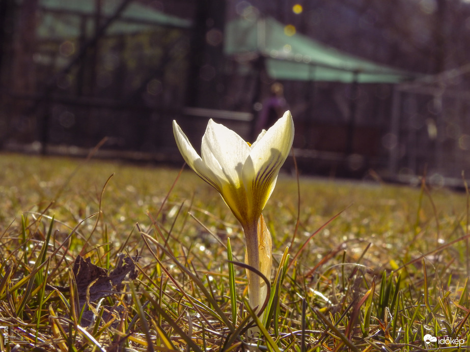 Korán nyílnak a krókuszok Lengyelországban!