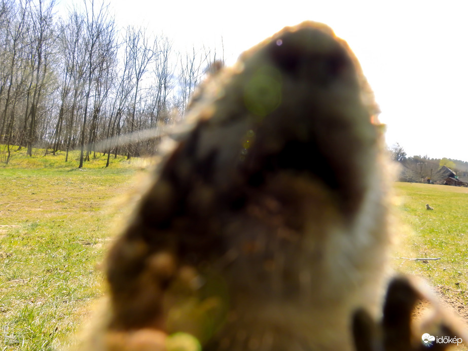 A tavaszi napsütés nemcsak minket csalt ki a szabadba – a Harangodi-tó partján ma tömegesen bukkantak elő az ürgék is!