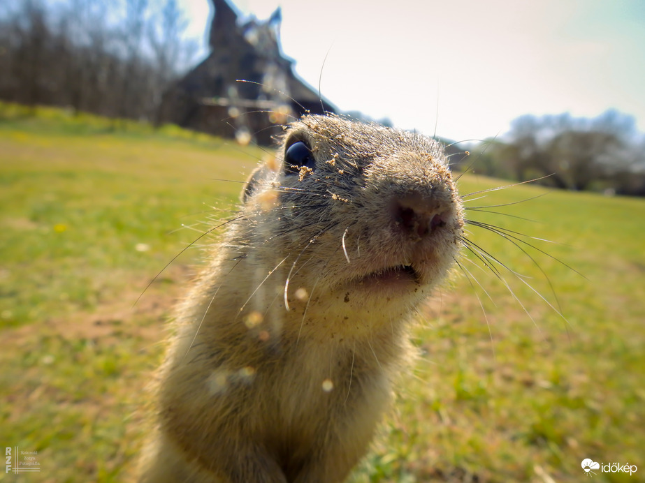 A tavaszi napsütés nemcsak minket csalt ki a szabadba – a Harangodi-tó partján ma tömegesen bukkantak elő az ürgék is!