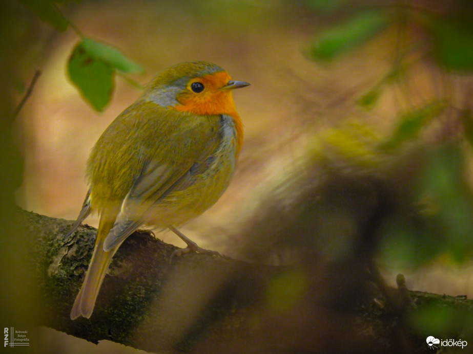 A természet apró lángja: vörösbegy