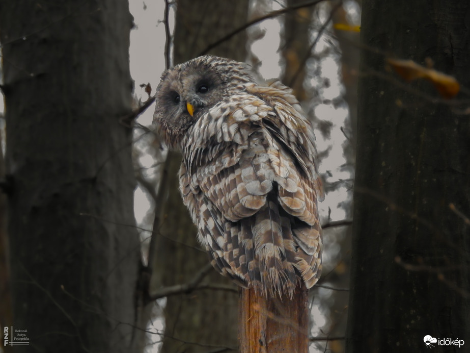 Találkozás az uráli bagollyal