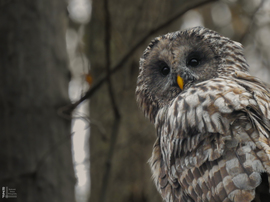 Találkozás az uráli bagollyal