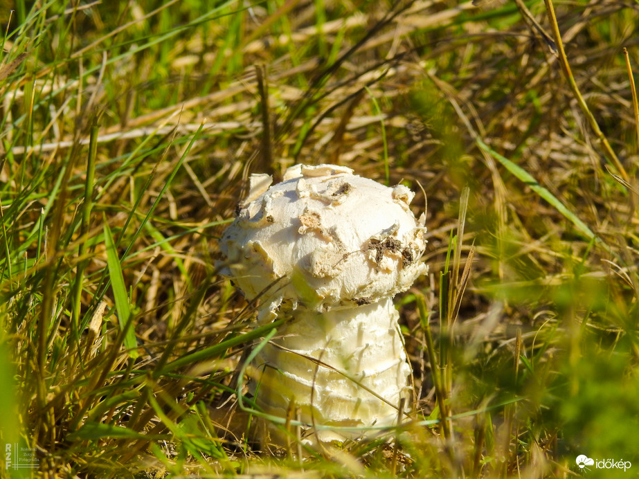 Őzlábgalóca bújócska (védett)