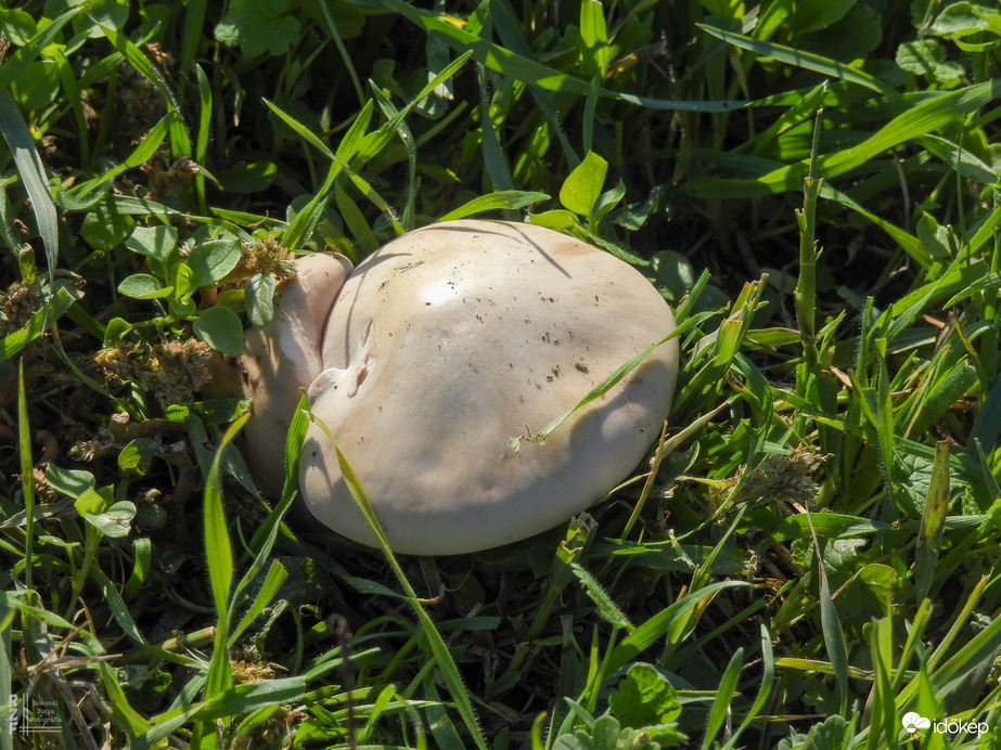 A lilatönkű pereszkék idén nagyon korán megjelentek