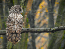 Találkozás az uráli bagollyal