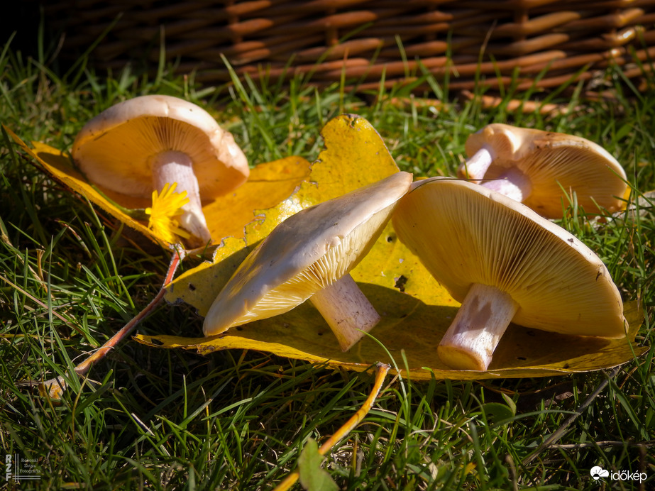A lilatönkű pereszkék idén nagyon korán megjelentek