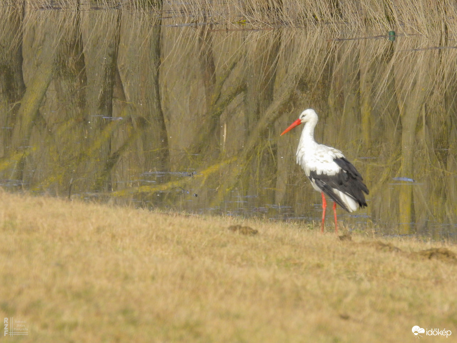 A tiszalöki áttelő gólya is szemügyre vette az árvizet