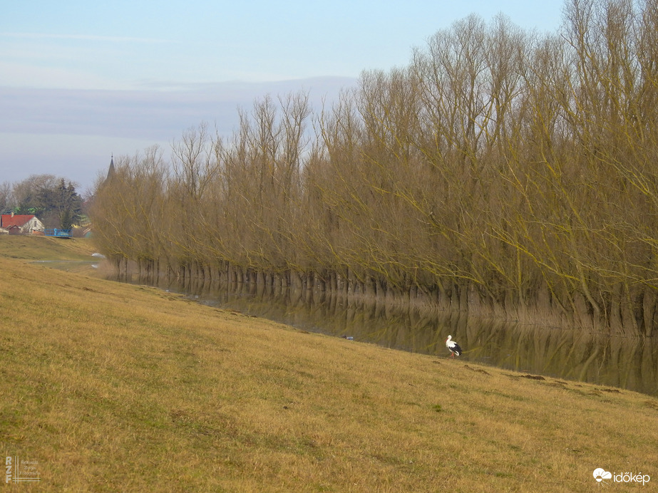 A tiszalöki áttelő gólya is szemügyre vette az árvizet