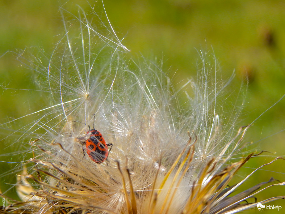 Bodobács a bogáncson
