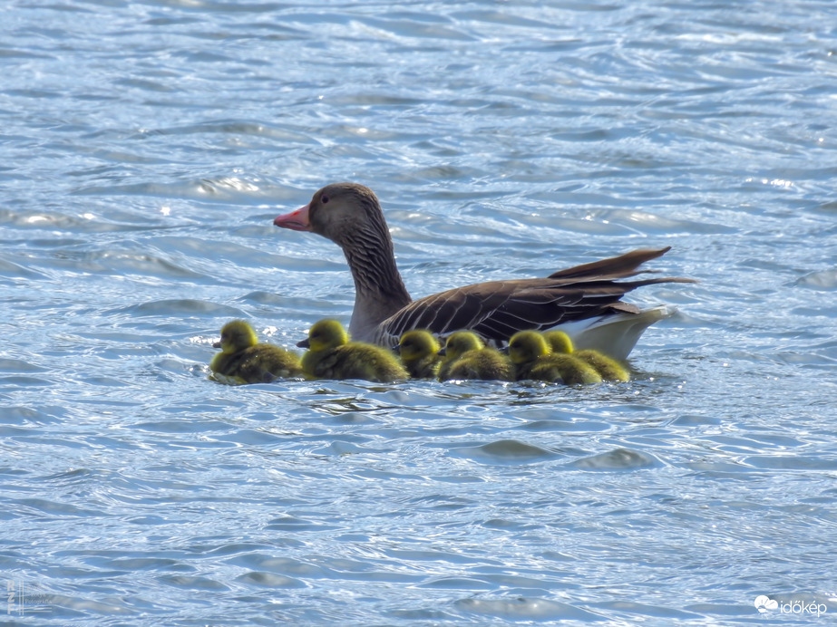 Elindult a "Libasorban" első és második csoportja a Kis-Tisza oviban (Tiszalök)