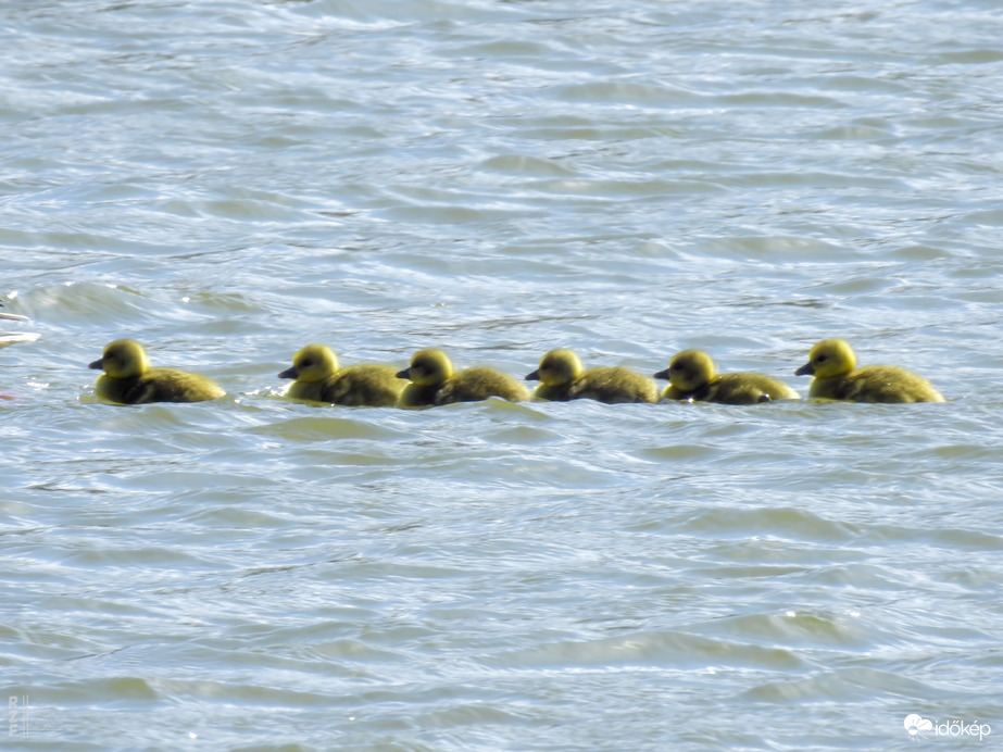 Elindult a "Libasorban" első és második csoportja a Kis-Tisza oviban (Tiszalök)