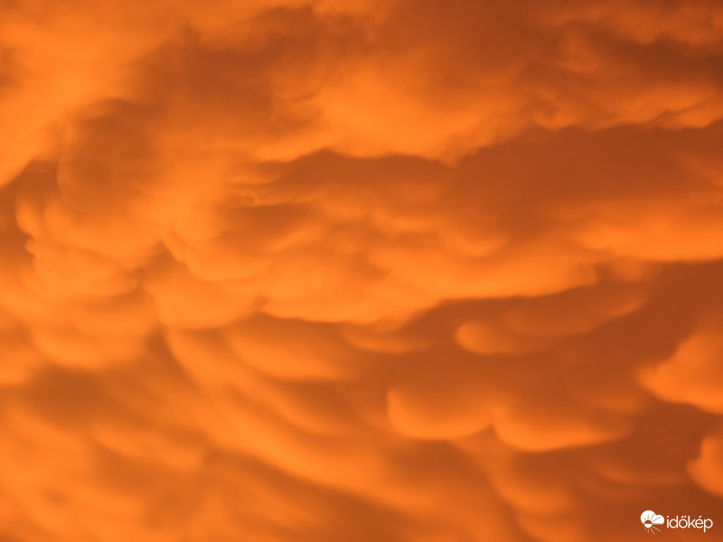 Afrikai poros Mammatusok - Tiszalök