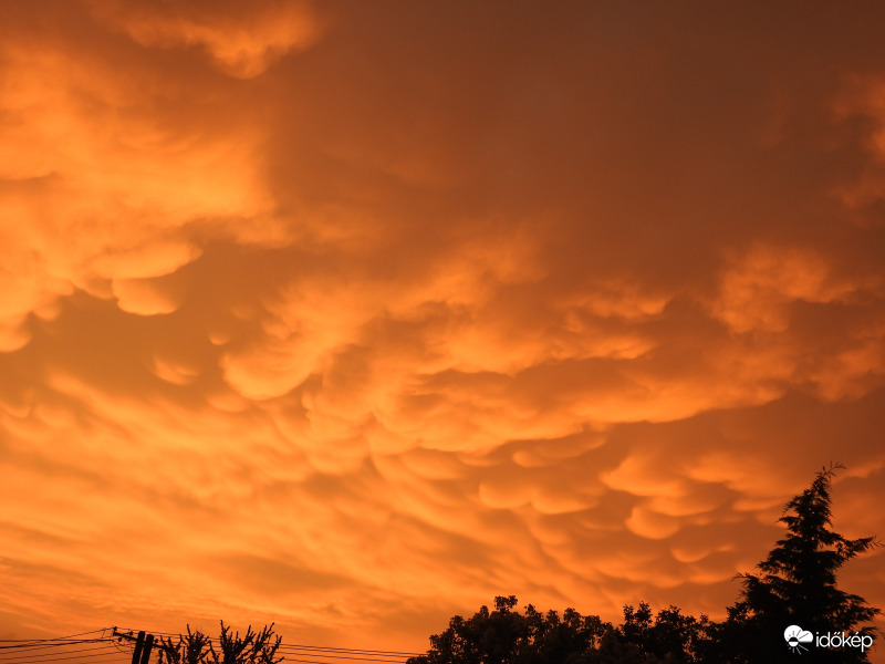 Afrikai poros Mammatusok - Tiszalök