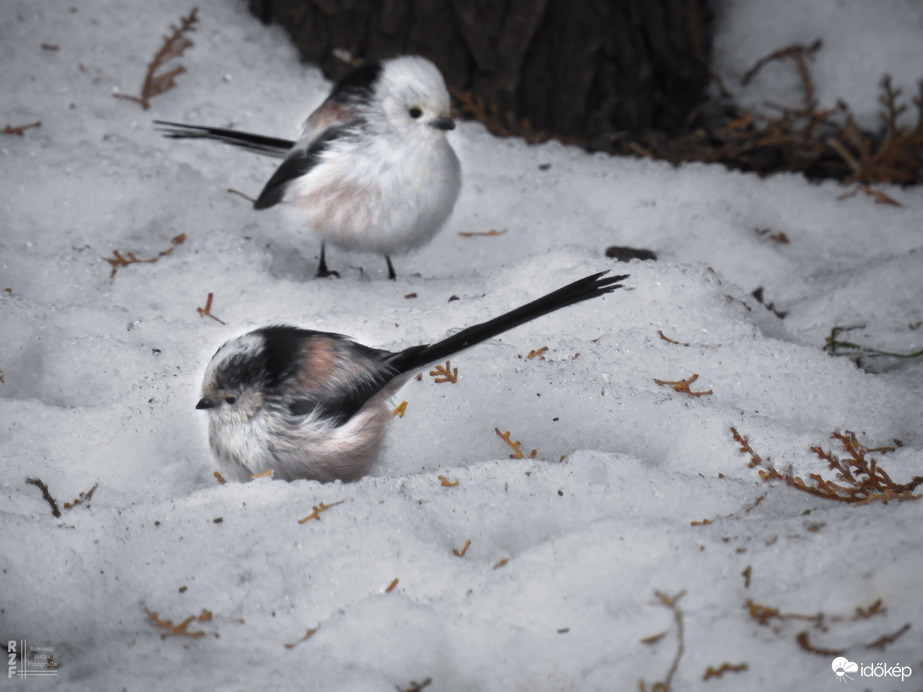 7 grammnyi törékeny varázslat az udvarunkon