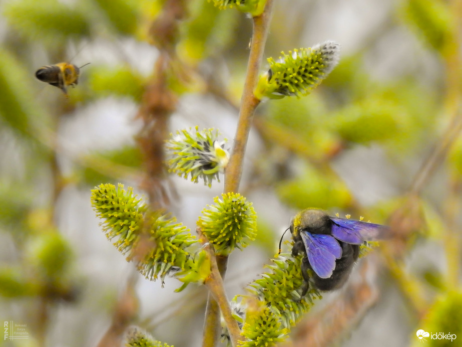 Munkában a kék fadongó és a méhecske a barkán