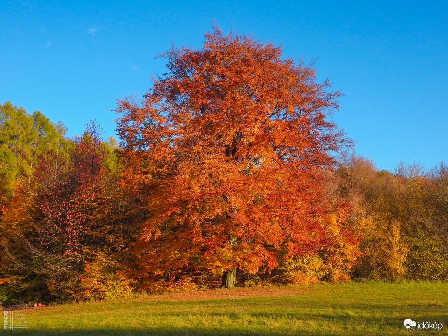 Jártamban, keltemben - erdőn, réten